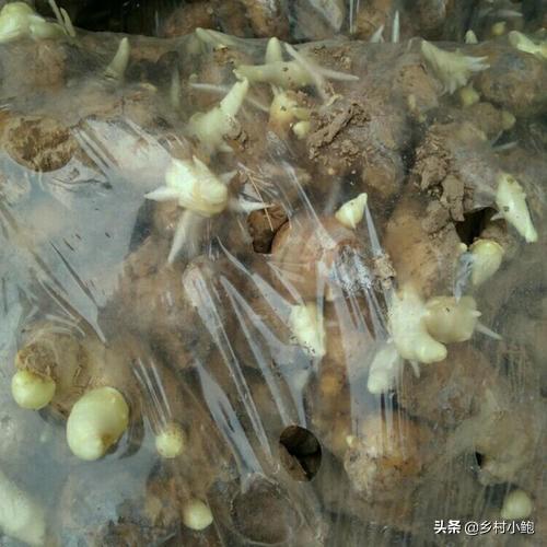 大姜催芽最高温度,最低温度,最适温度是多少?