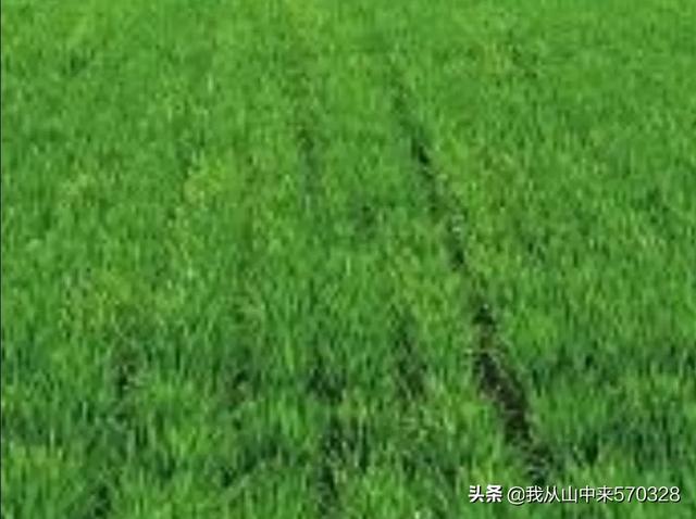 搭好丰产架子,冬小麦春季田间管理怎么做?
