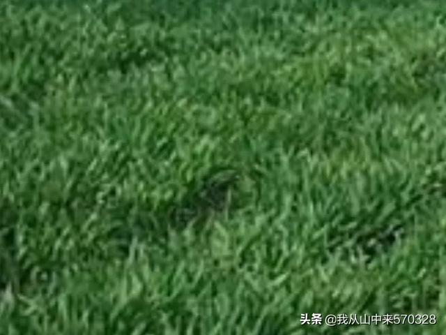 搭好丰产架子,冬小麦春季田间管理怎么做?