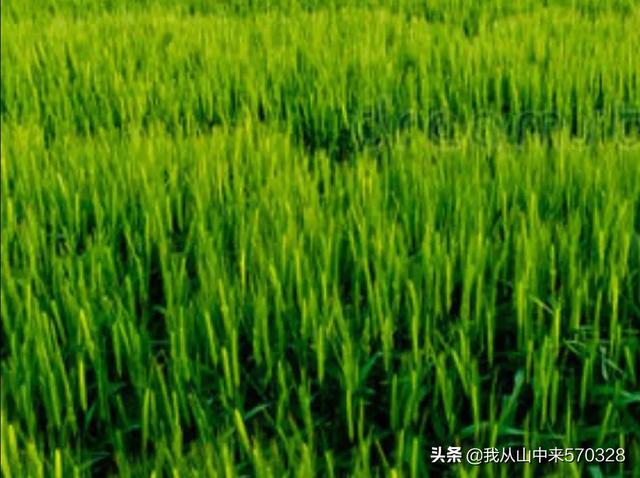 搭好丰产架子,冬小麦春季田间管理怎么做?