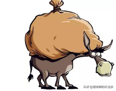 立春能浇小麦吗?