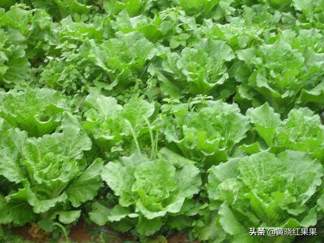 大白菜几月份种植?怎么种植?