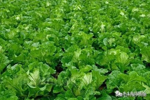 大白菜几月份种植?怎么种植?