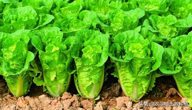 大白菜几月份种植?怎么种植?