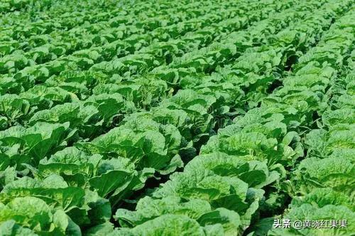 大白菜几月份种植?怎么种植?