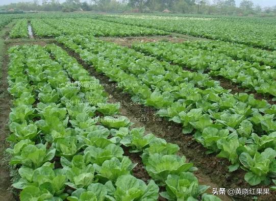 大白菜几月份种植?怎么种植?