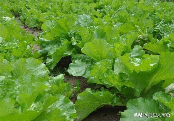 大白菜几月份种植?怎么种植?