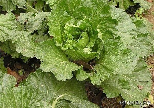 大白菜几月份种植?怎么种植?