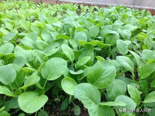 大白菜几月份种植?怎么种植?