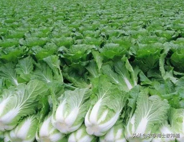 大白菜几月份种植?怎么种植?
