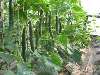 黄瓜种植中,为什么总会有大小头、弯曲等畸形瓜?如何防治?