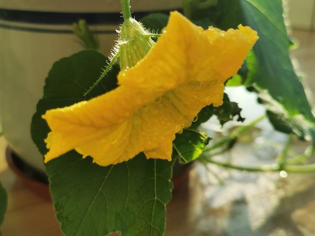 黄瓜种植中,为什么总会有大小头、弯曲等畸形瓜?如何防治?