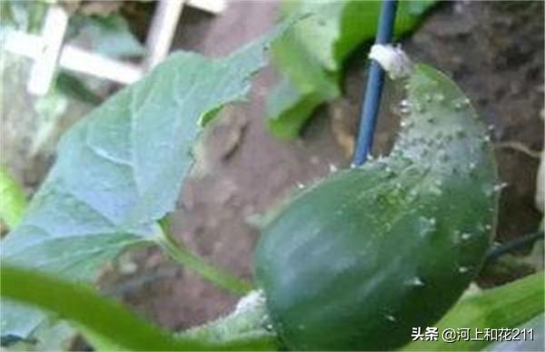 黄瓜种植中,为什么总会有大小头、弯曲等畸形瓜?如何防治?