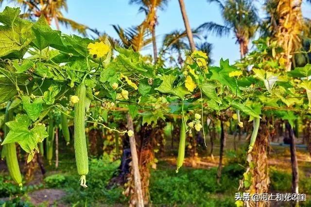 黄瓜种植中,为什么总会有大小头、弯曲等畸形瓜?如何防治?