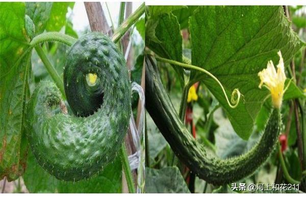 黄瓜种植中,为什么总会有大小头、弯曲等畸形瓜?如何防治?