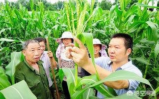 玉米去雄可以增产多少?为什么绝大多数农民都不去雄?