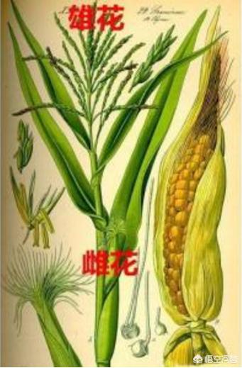 玉米去雄可以增产多少?为什么绝大多数农民都不去雄?