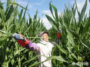 玉米去雄可以增产多少?为什么绝大多数农民都不去雄?