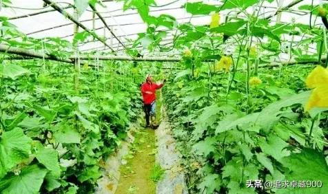 人长期在塑料大棚里干活,对人有什么影响?