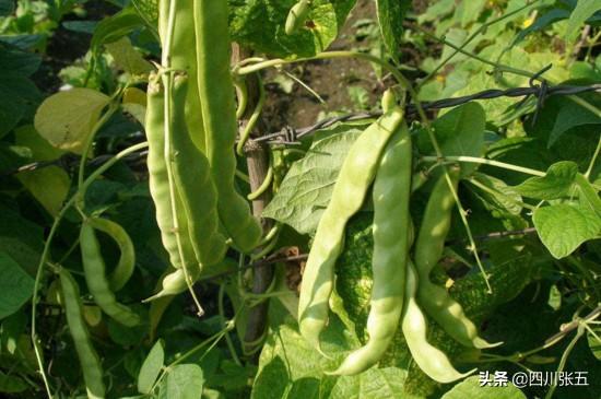 为什么芸豆花期不能浇水?