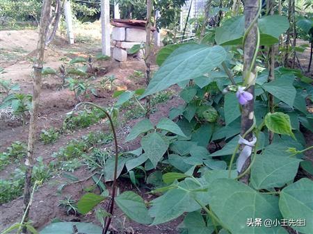 为什么芸豆花期不能浇水?