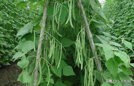 为什么芸豆花期不能浇水?
