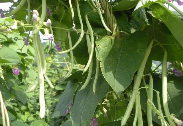 为什么芸豆花期不能浇水?