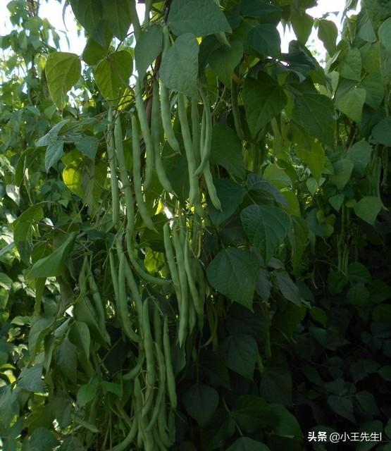 为什么芸豆花期不能浇水?