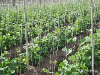 为什么芸豆花期不能浇水?