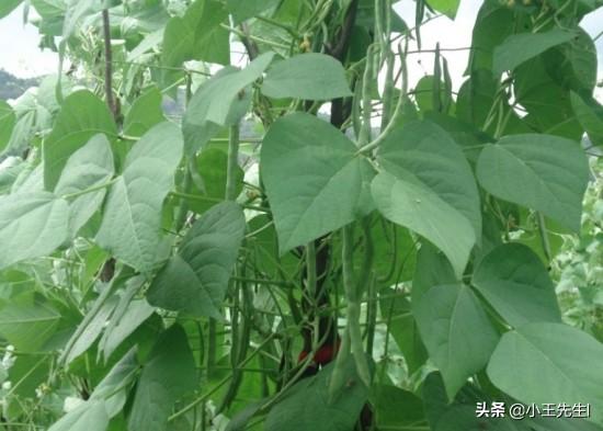 为什么芸豆花期不能浇水?