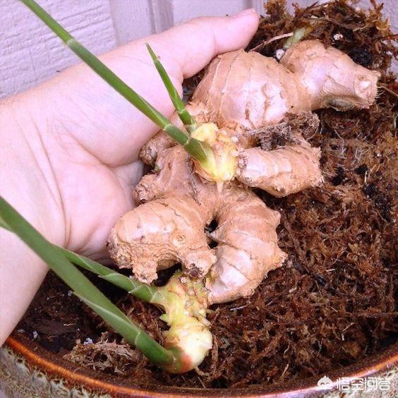 生姜如何种植成盆栽?
