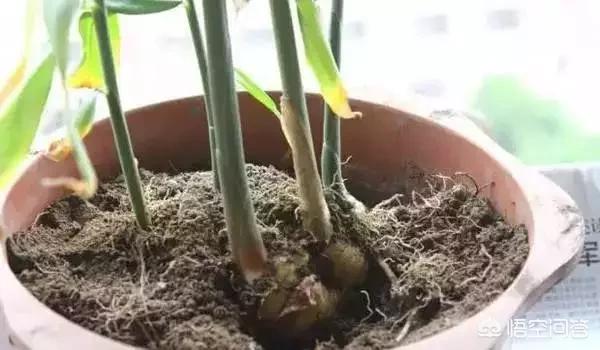 生姜如何种植成盆栽?