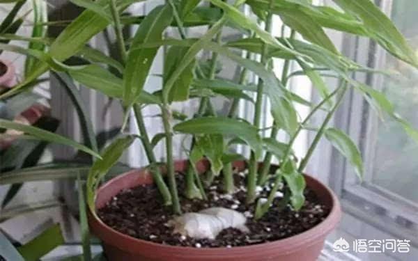 生姜如何种植成盆栽?
