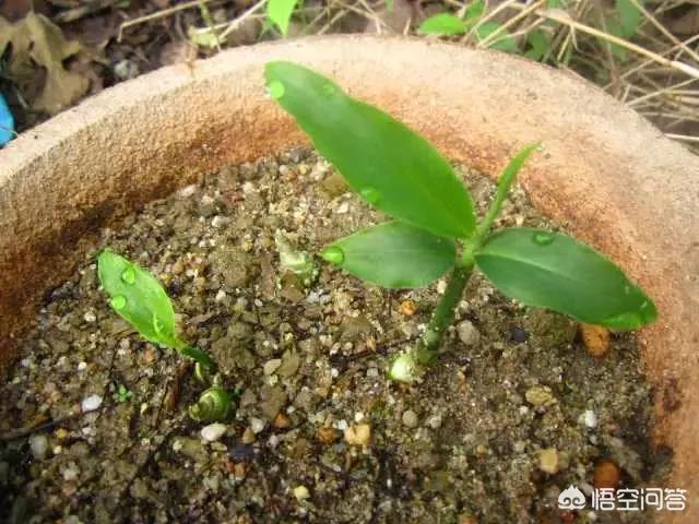 生姜如何种植成盆栽?