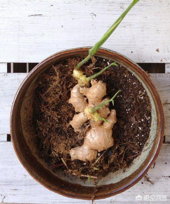 生姜如何种植成盆栽?