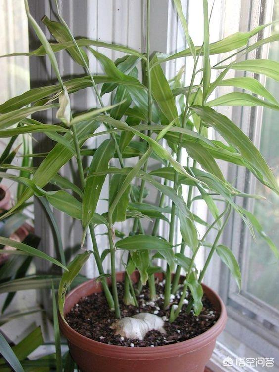 生姜如何种植成盆栽?