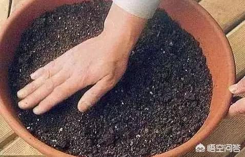 生姜如何种植成盆栽?