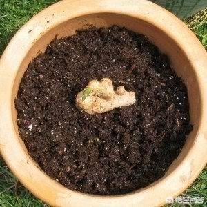 生姜如何种植成盆栽?