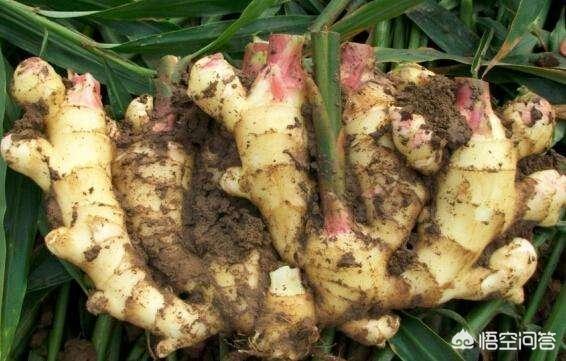 生姜如何种植成盆栽?