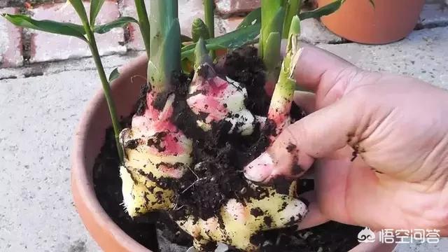 生姜如何种植成盆栽?