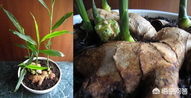 生姜如何种植成盆栽?