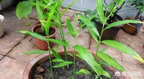 生姜如何种植成盆栽?