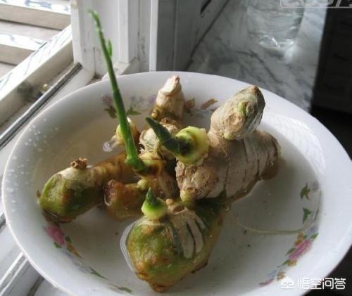 生姜如何种植成盆栽?