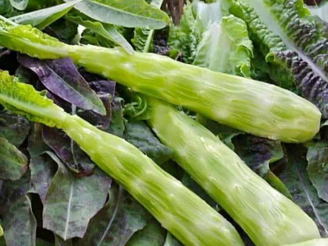莴苣既是蔬菜,又是药材,它有什么药用价值?