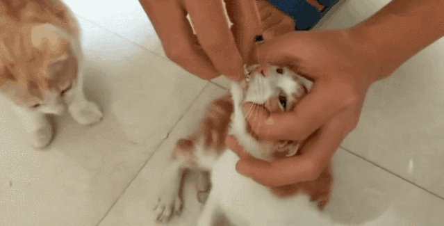 冬天猫咪体外驱虫多久一次 猫体外驱虫多久一次