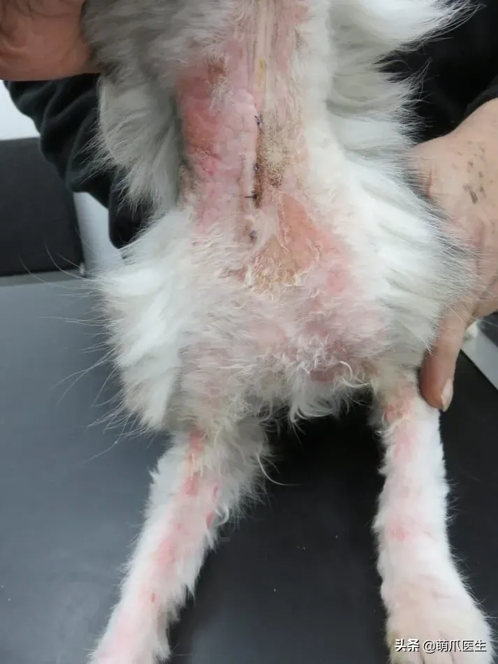 冬天猫咪体外驱虫多久一次 猫体外驱虫多久一次