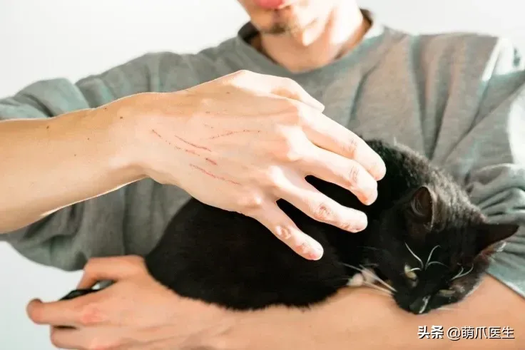 冬天猫咪体外驱虫多久一次 猫体外驱虫多久一次