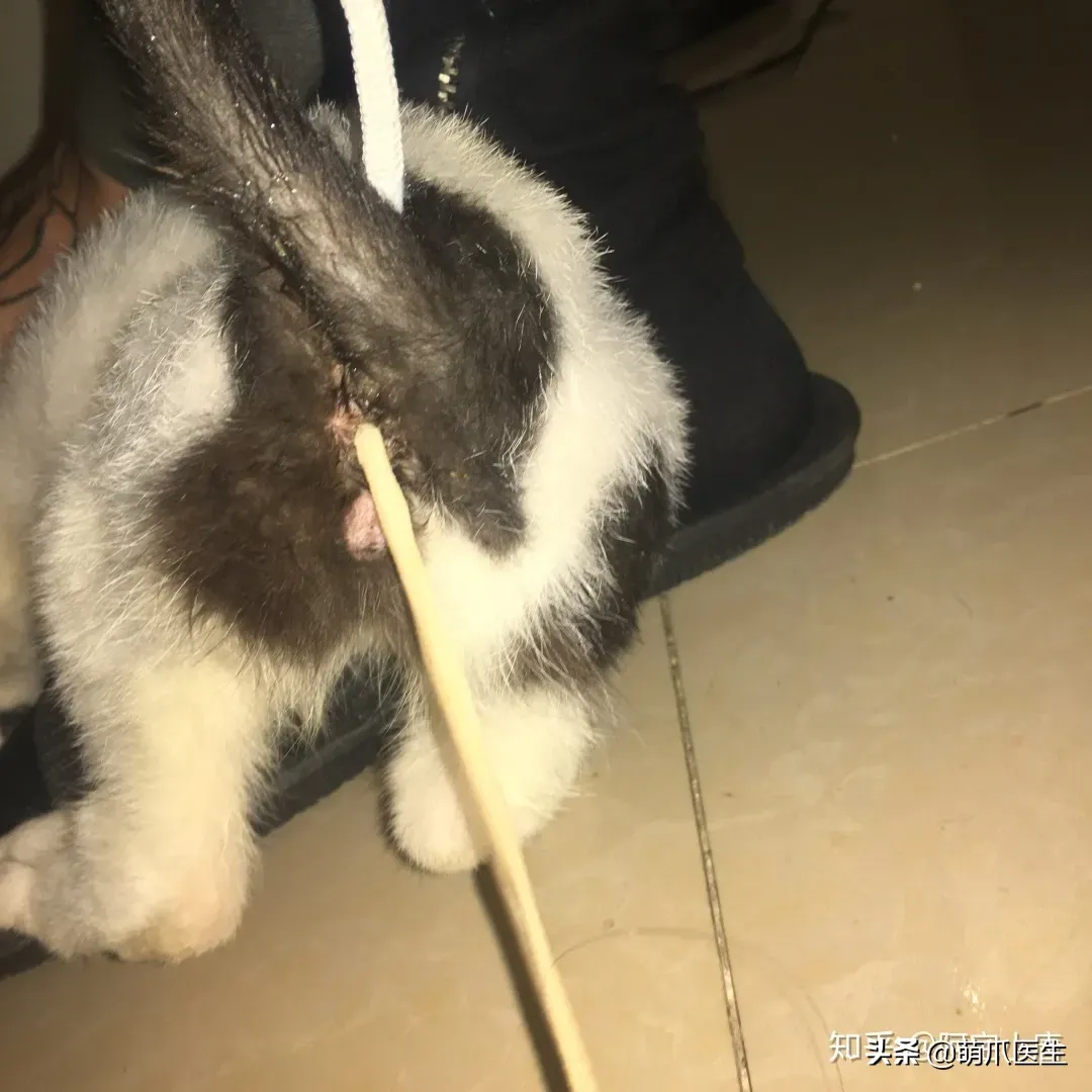 冬天猫咪体外驱虫多久一次 猫体外驱虫多久一次