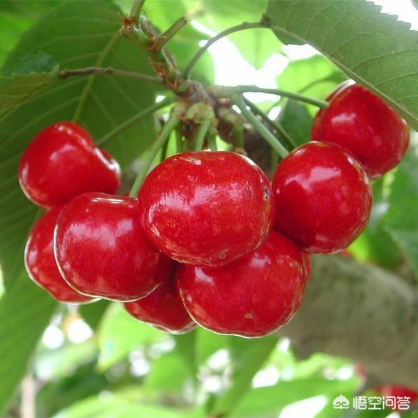 樱桃花开得多，坐果率低，开完花长到和豆子大小就掉了，谁知道为什么？