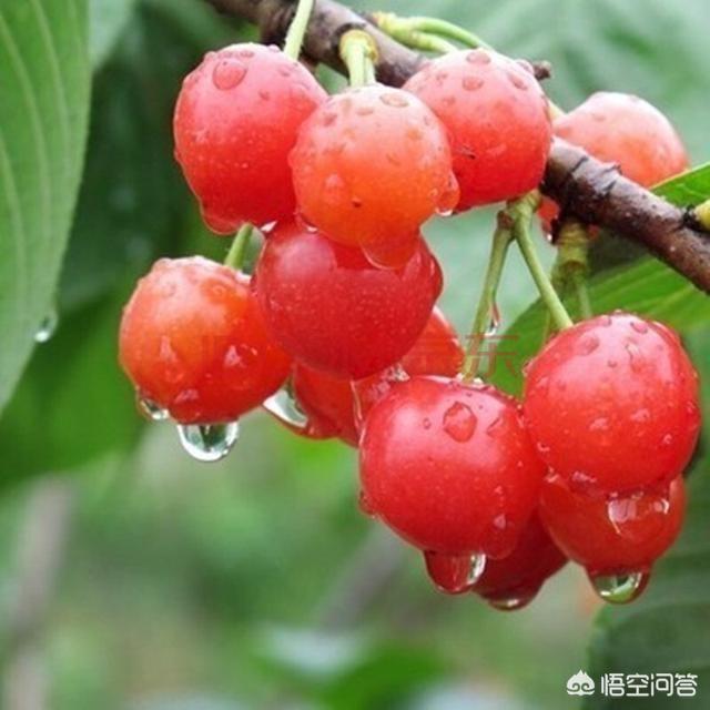 樱桃花开得多，坐果率低，开完花长到和豆子大小就掉了，谁知道为什么？